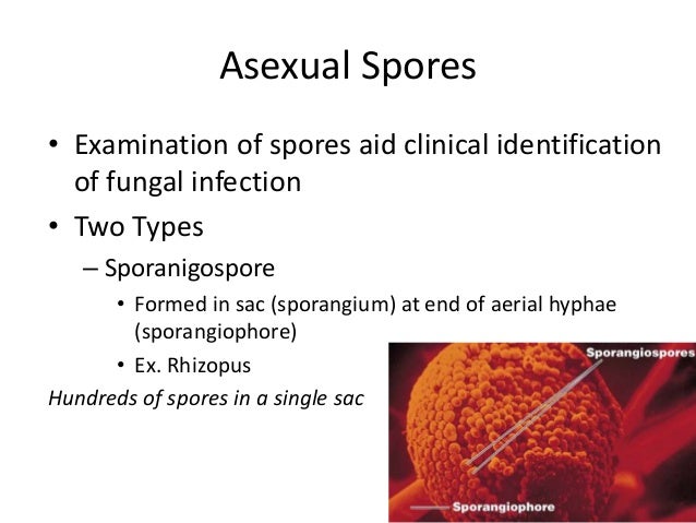 List three asexual fungal spores List three asexual fungal spores